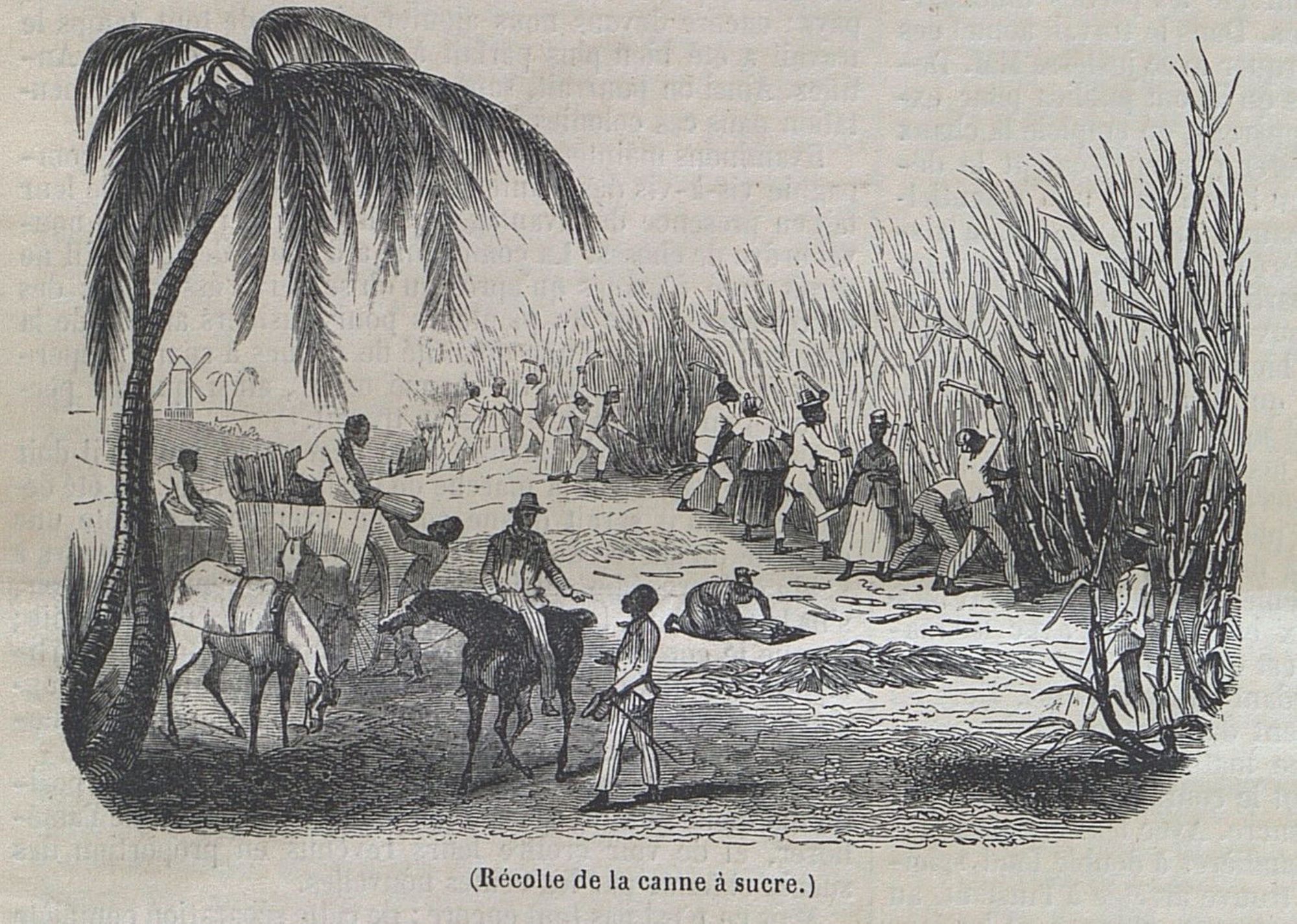 Récole de la canne à sucre, extrait du journal L'Illustration de 1848 - PR 56/2 (AD 71)