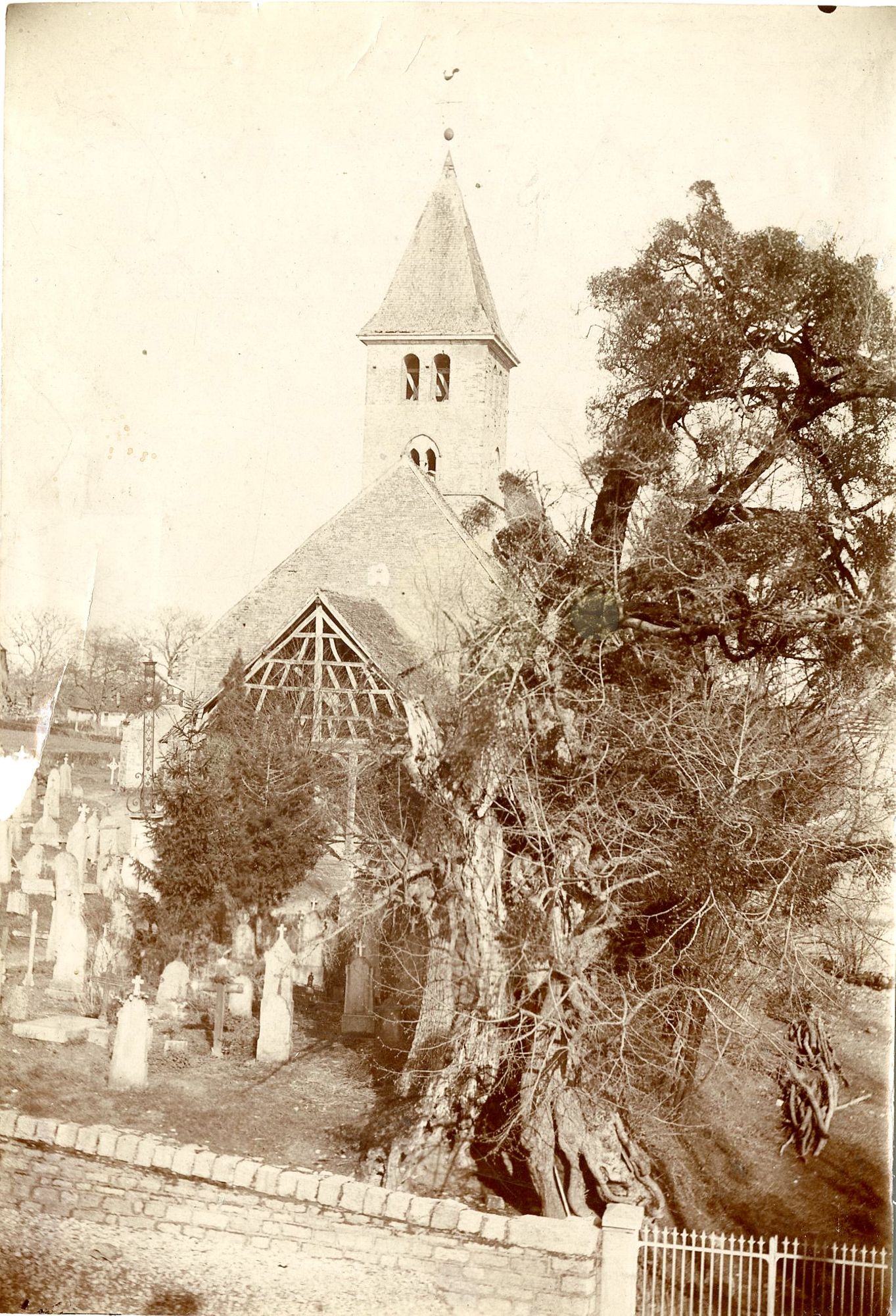 Photographie du tilleul de Sagy (1T 279, pièce 3).