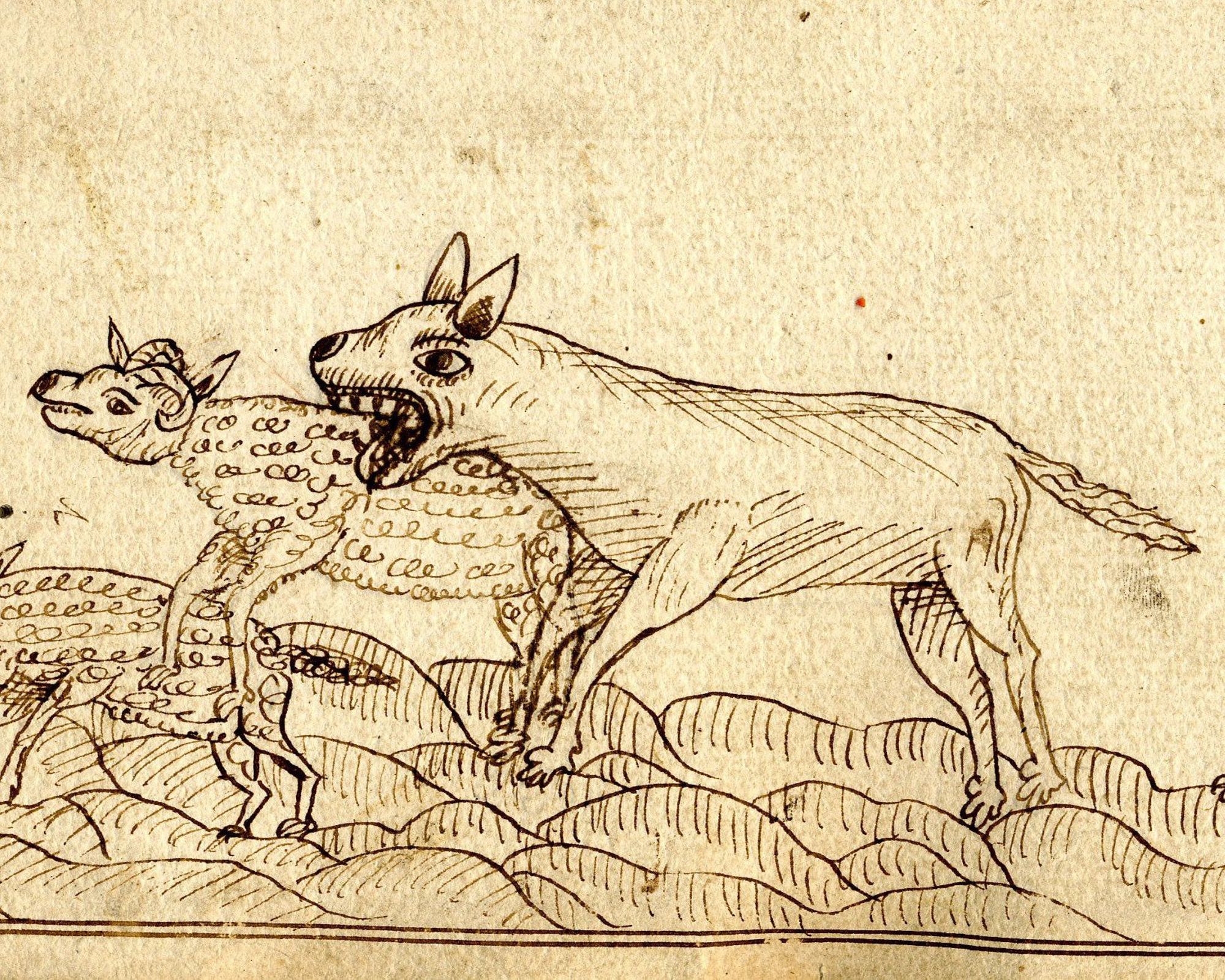 Sur les traces du loup en Saône-et-Loire